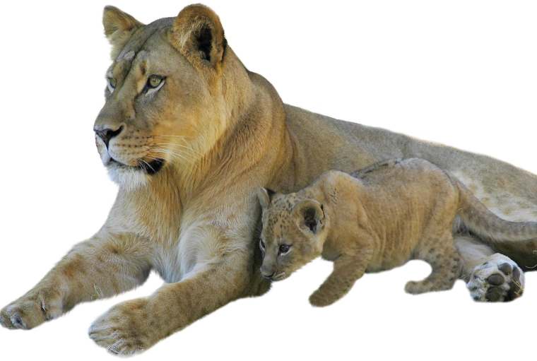 Львенок на белом фоне