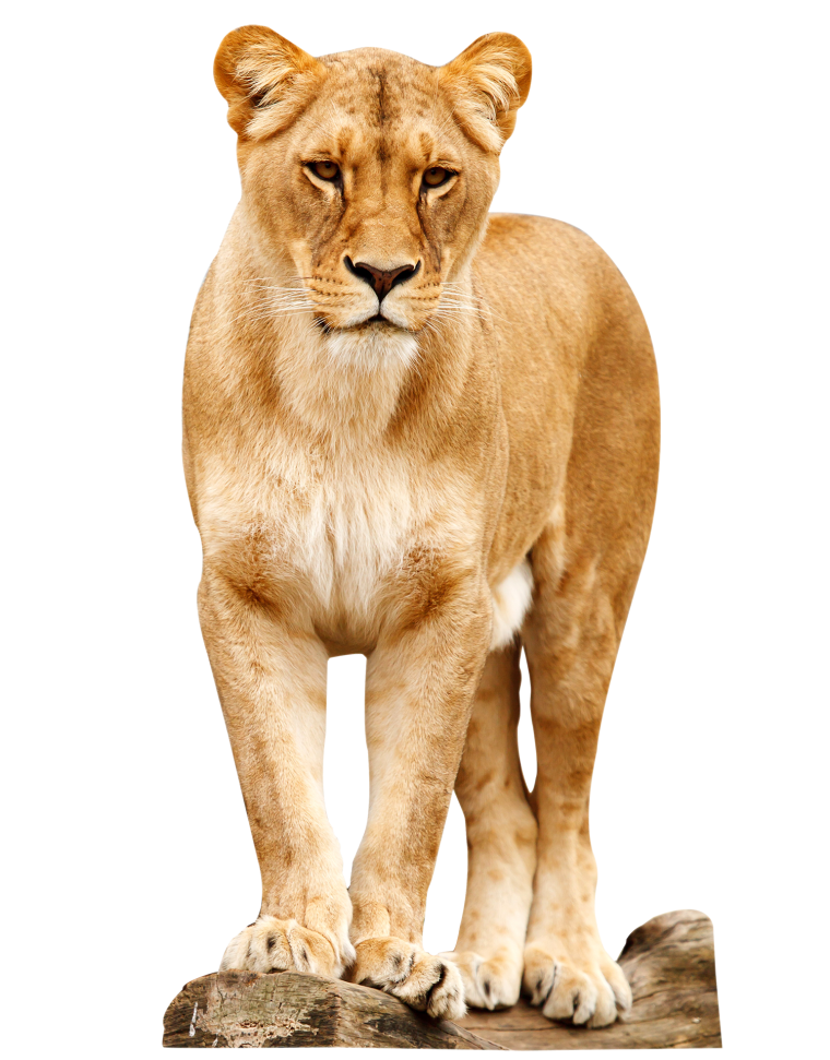 Львица на белом фоне