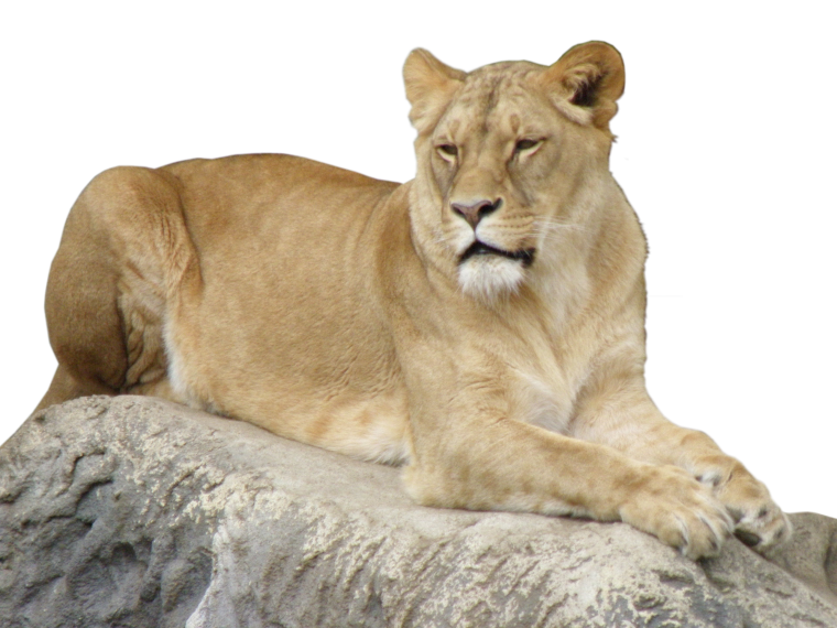 Львица на прозрачном фоне