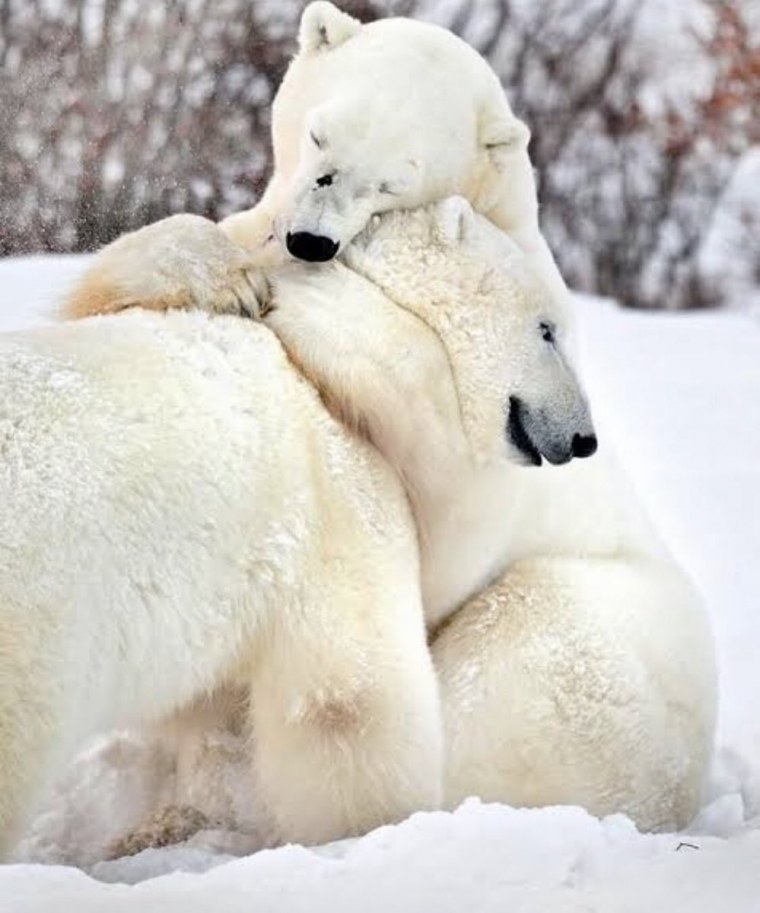 Николай Зиновьев медведи