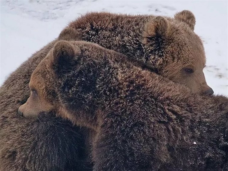 Мишки Тедди любовь
