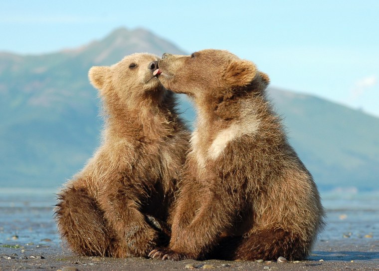 Медведь обнимает