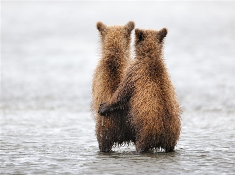 Снег медведь девушка