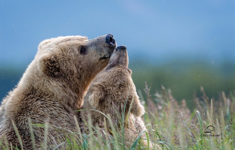 Влюбленный медведь