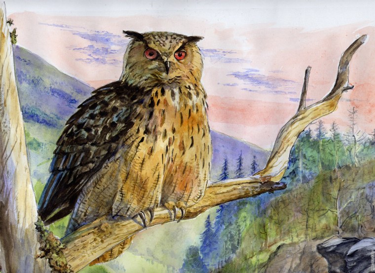 Филин акварелью