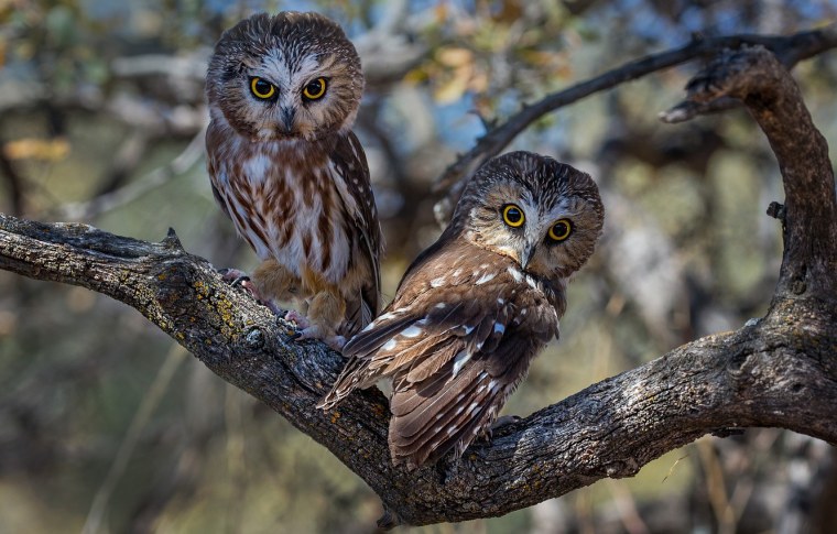 Сова на ветке