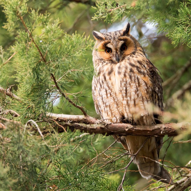 Сова на ветке
