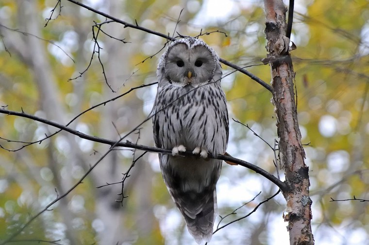Сова сидит на ветке