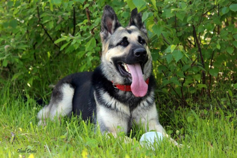 Шилонская овчарка окрасы