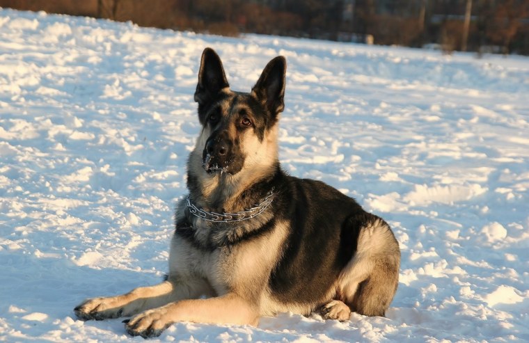 Немецкая овчарка и Восточно-европейская овчарка