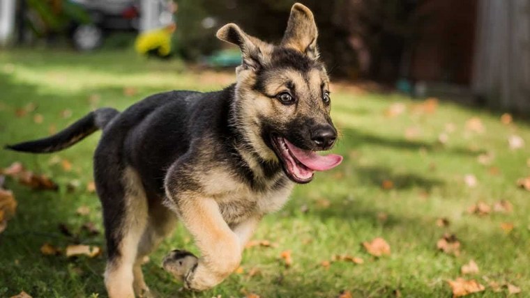 Немецкая овчарка Алькасар