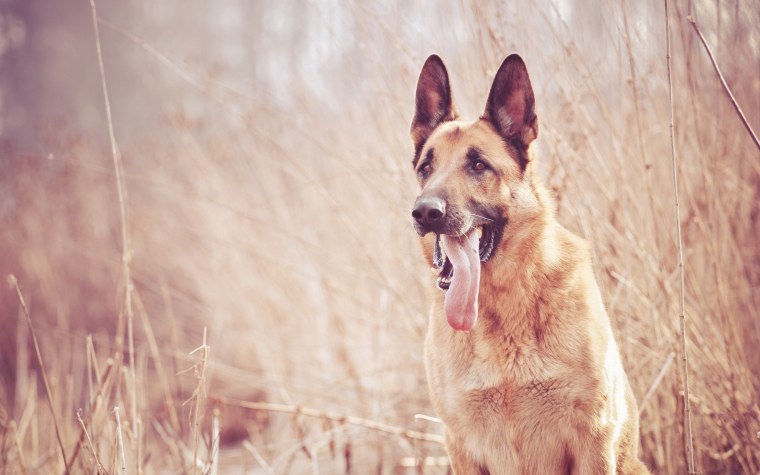 Рабочая ВЕО