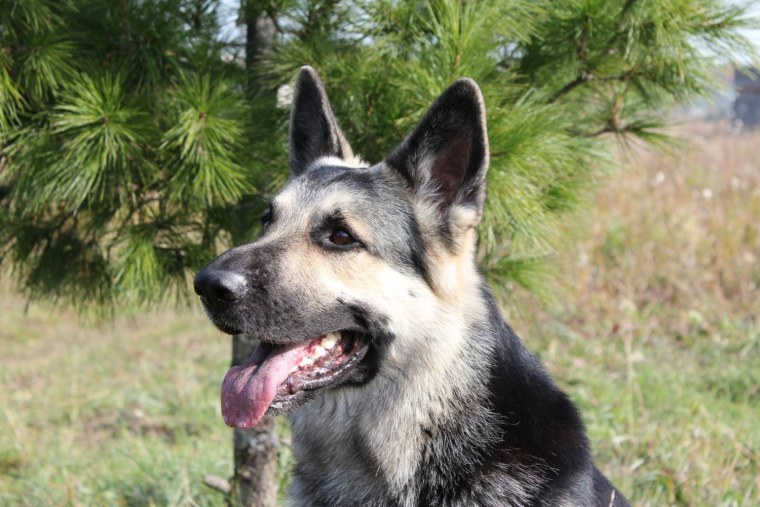 Восточно европейские овчарки Джесси