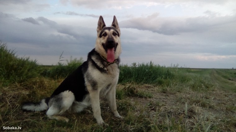 Восточно-европейская овчарка