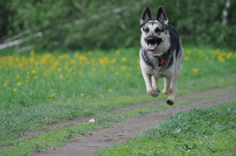 ВЕО Восточно-европейская овчарка