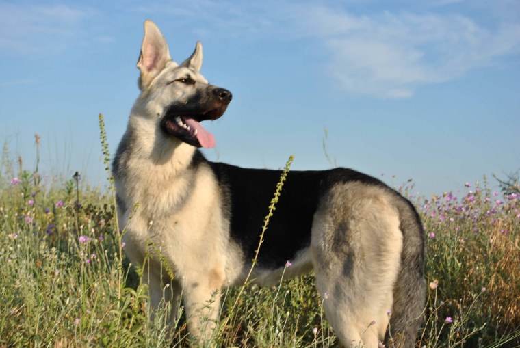 Немецкая овчарка