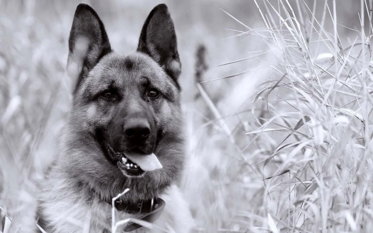 Северная застава ЭЛЬБАР ВЕО