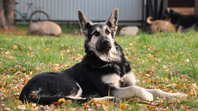 Немецкая овчарка черная