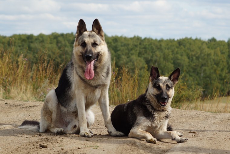 Восточно-европейская овчарка длинношерстная