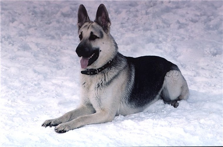 Волкодав овчарка Восточно европейская