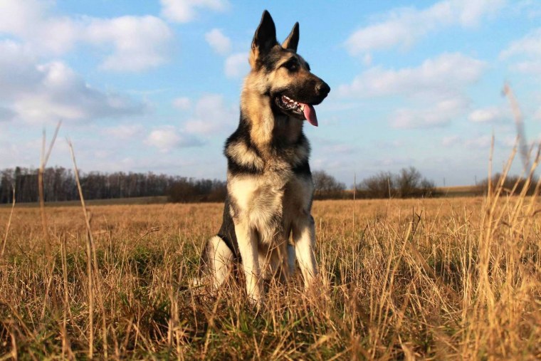 Восточноевропейская овчарка обои