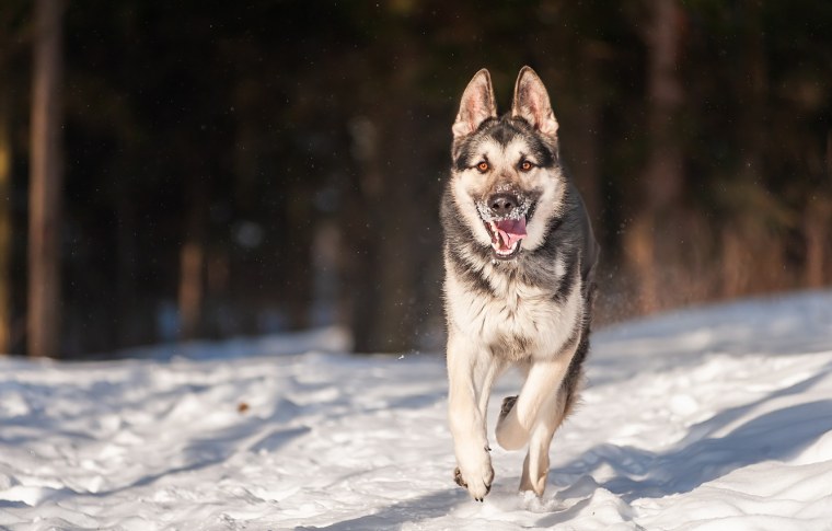 ВЕО овчарка