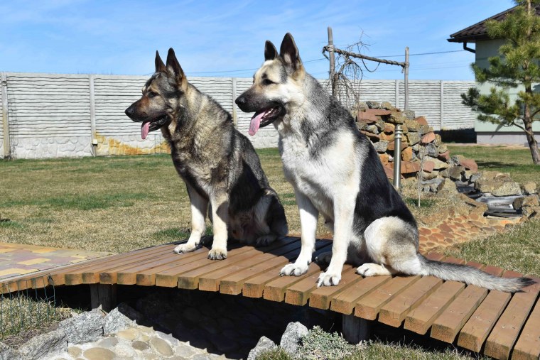 Восточно-европейская овчарка