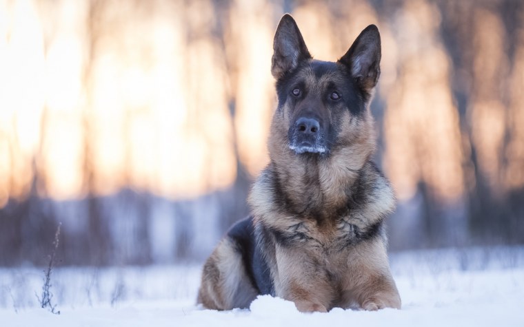 Восточно-европейская овчарка