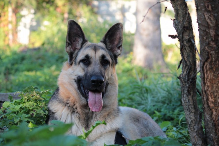 ВЕО Восточно-европейская овчарка