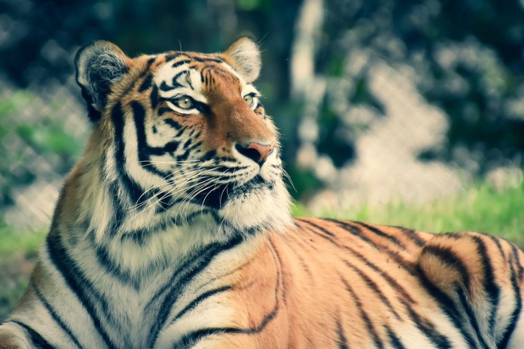 Теккен 3 голова тигра