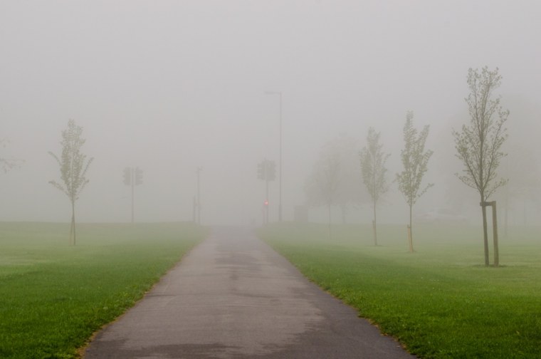 Туман на газоне