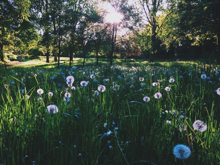Эстетичная Поляна с цветами