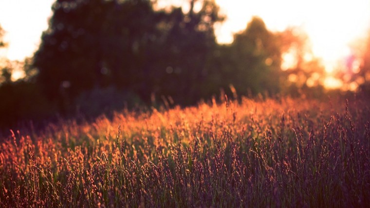 Закат в поле