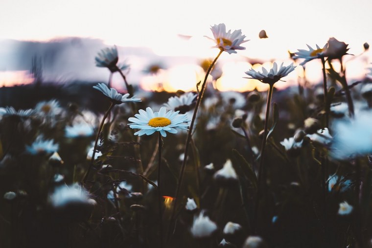 Эстетика летней природы