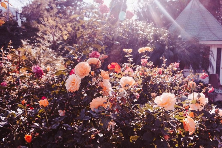 Эстетические цветы