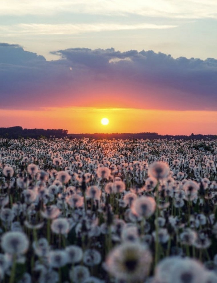 Поле цветов Эстетика
