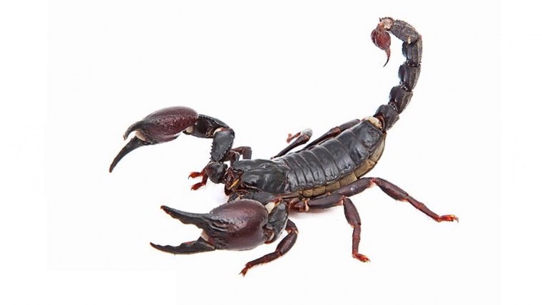 Скорпион векторный