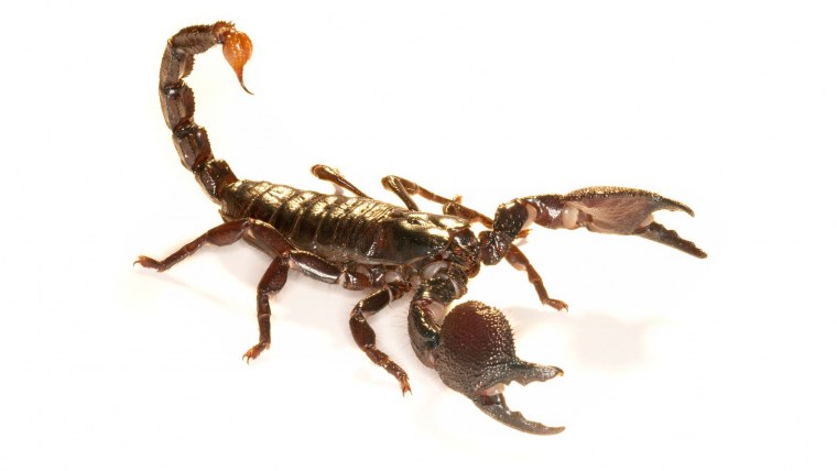 Черный Скорпион