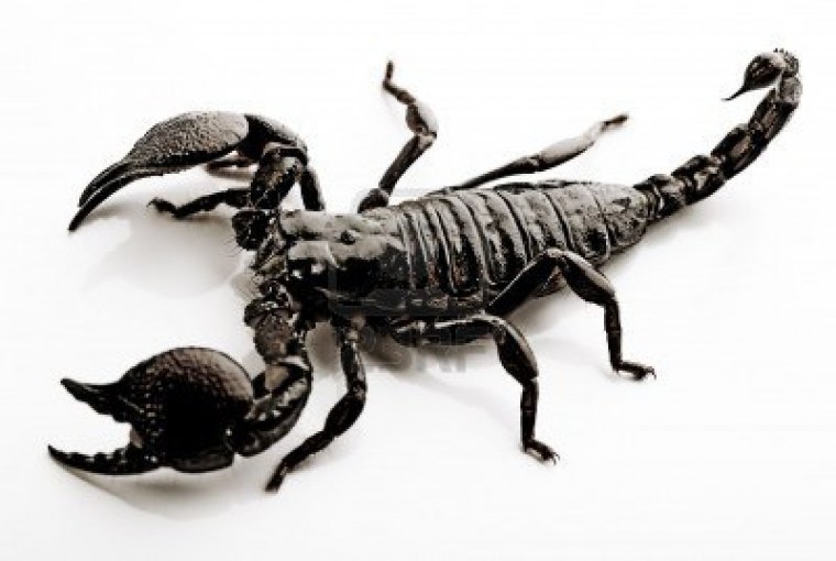 Герб Скорпион