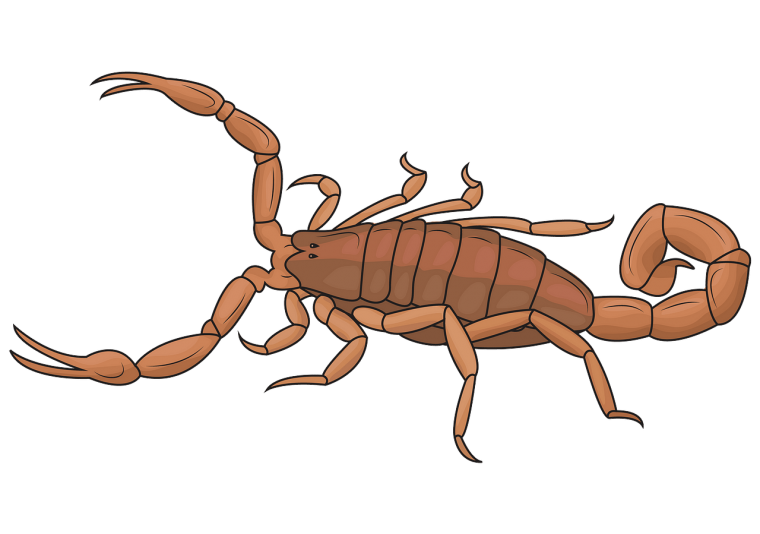 Скорпион мультяшный