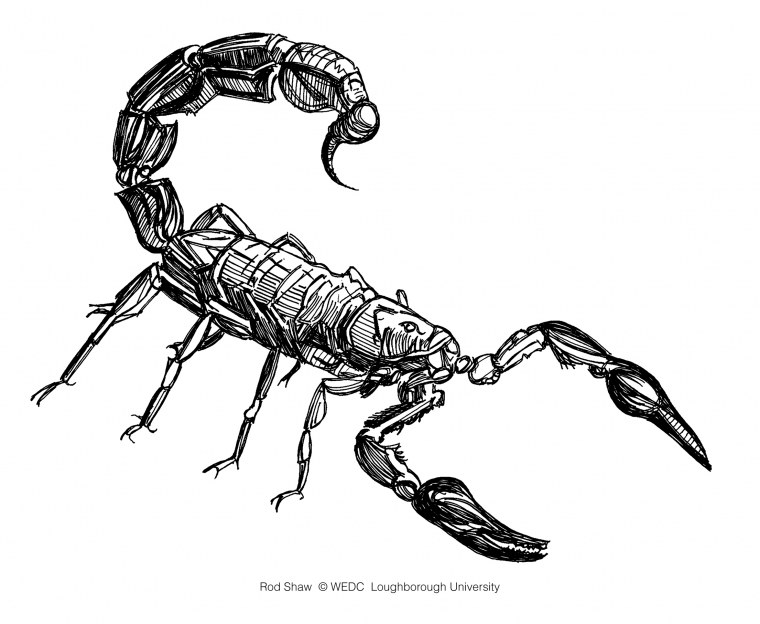 Императорский Скорпион на белом фоне