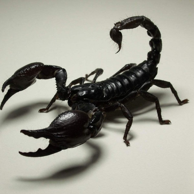 Скорпион мультяшный