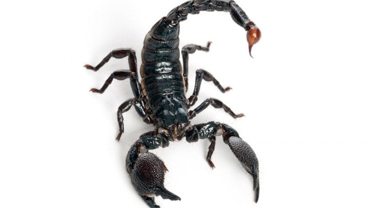 Scorpions надпись