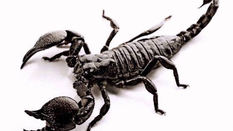 Скорпион векторный рисунок