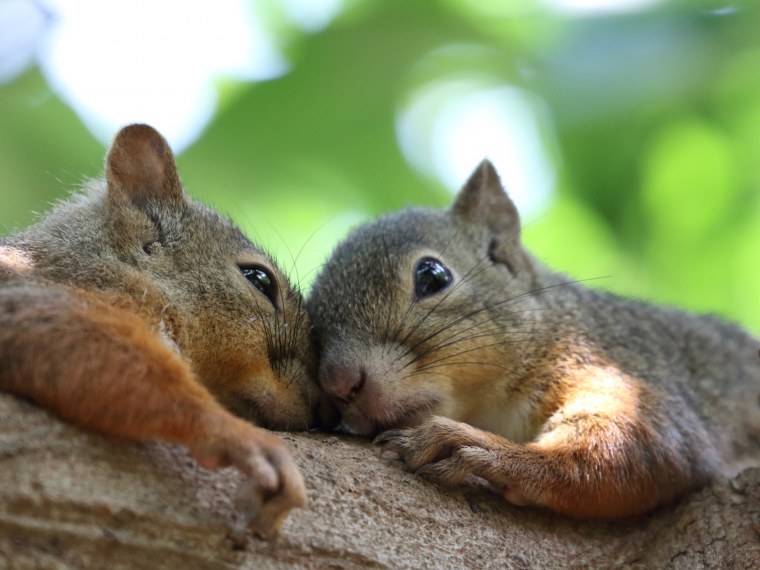 Белки любовь