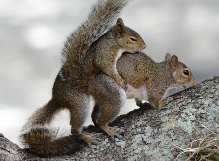 Самец белки