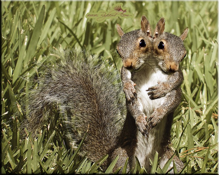 Белочка обнимашки