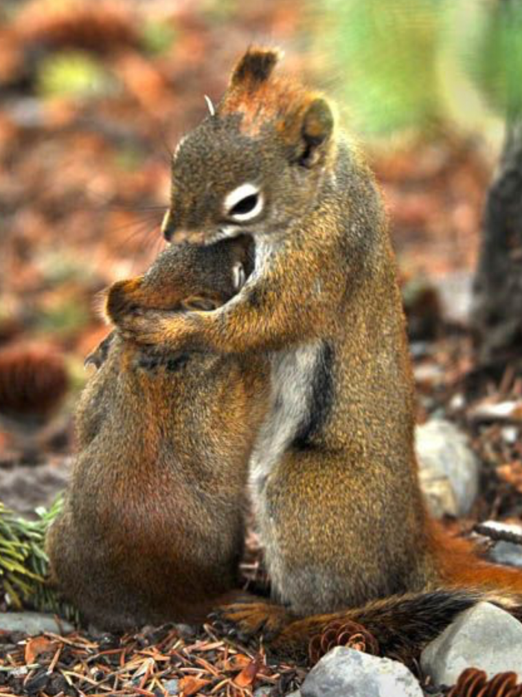 Элвин и бурундуки 2 Британи и Элвин