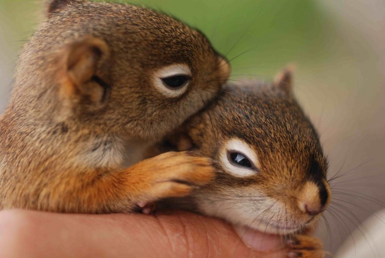 Маленькие зверюшки
