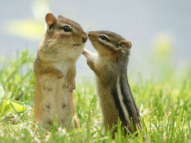 Два бурундука